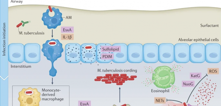 immune-evasion-and-provocation-by-mycobacterium-tuberculosis